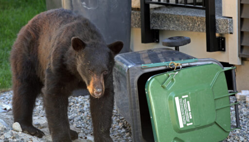 Black bear getting into household garbage.