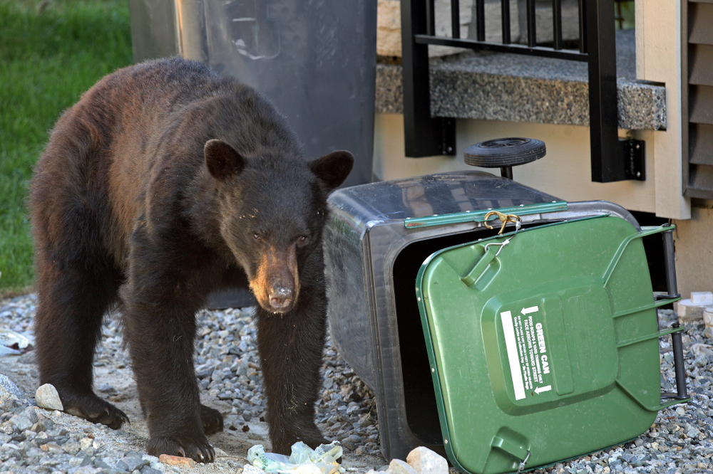 Black bear getting into household garbage.