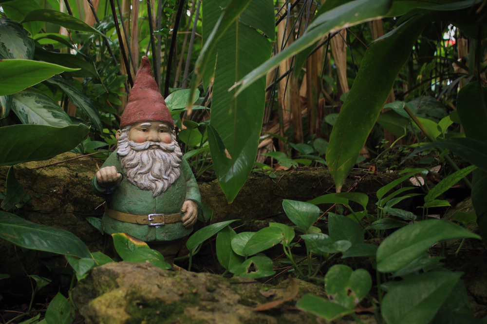 Bearded gnome in red hat looking through green leaves.