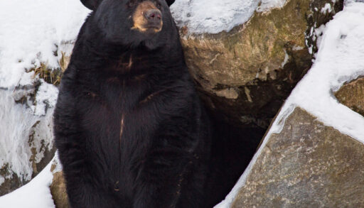 Black bear coming out of a cave in the winter.