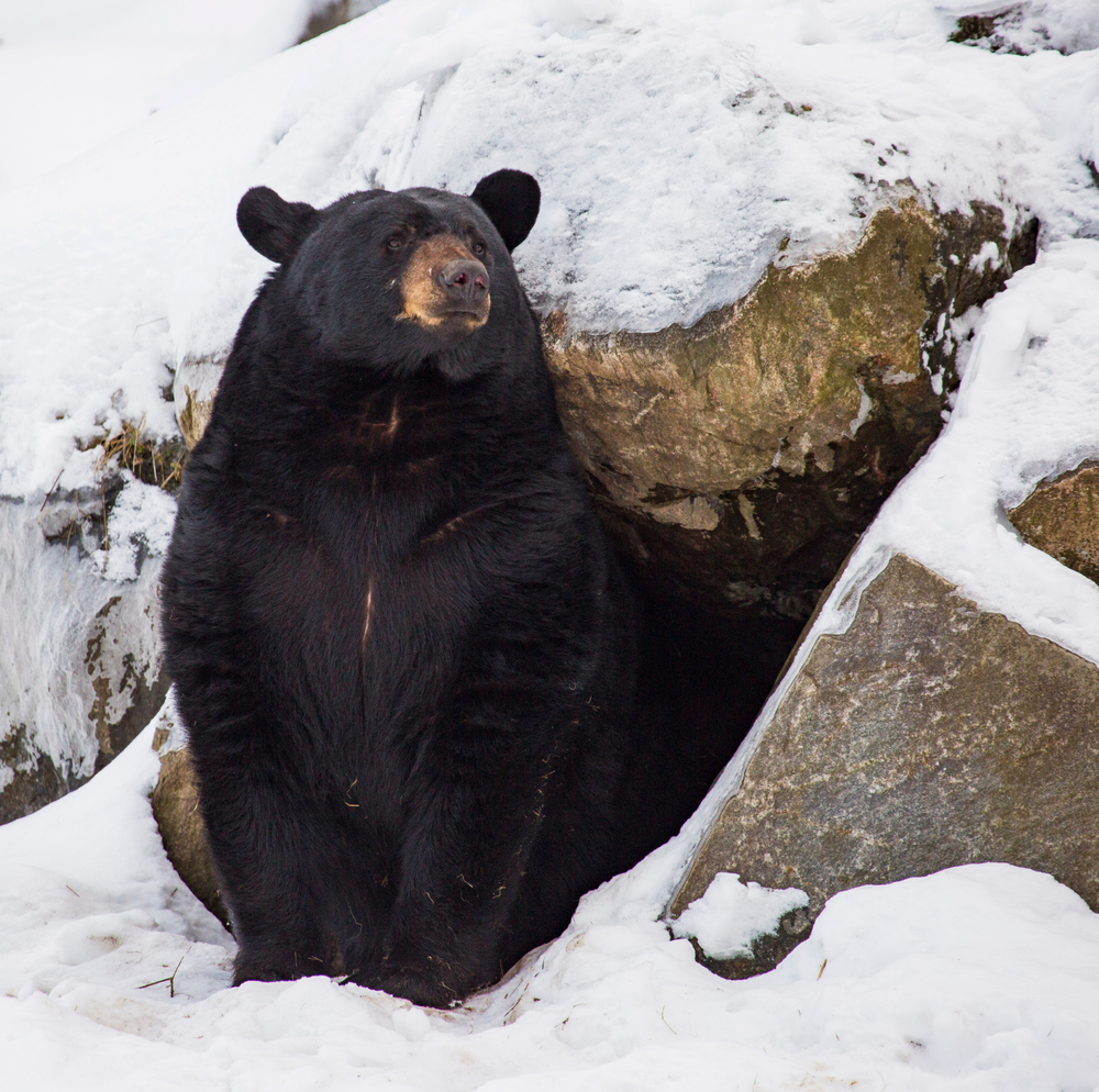 Black bear coming out of a cave in the winter.