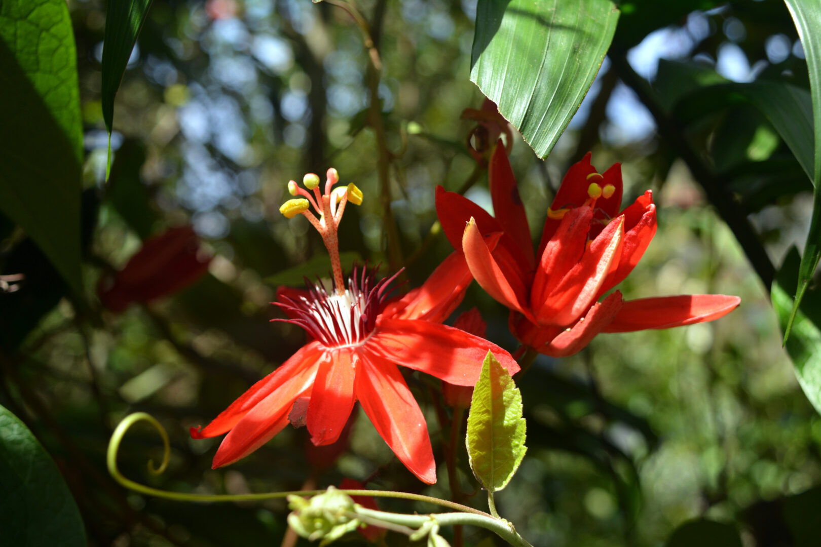 Close up of passionflower in Costa Rica