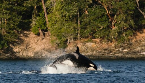 Side view of an orca breaching the water against a forest landscape.