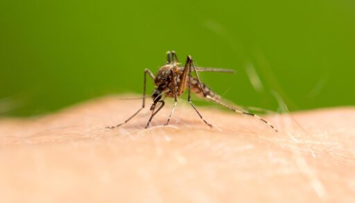 Close-up of mosquito on human skin with a green background.