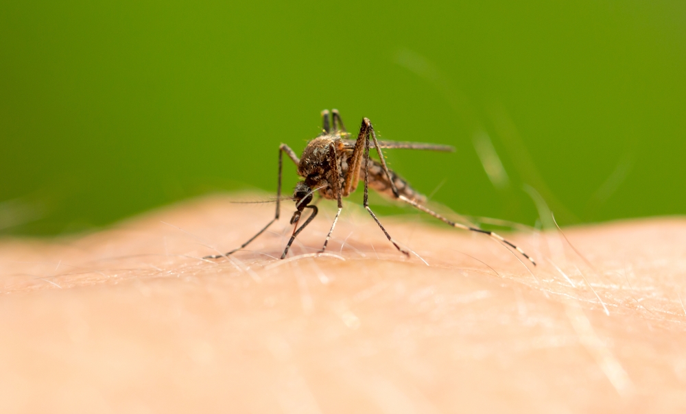 Close-up of mosquito on human skin with a green background.
