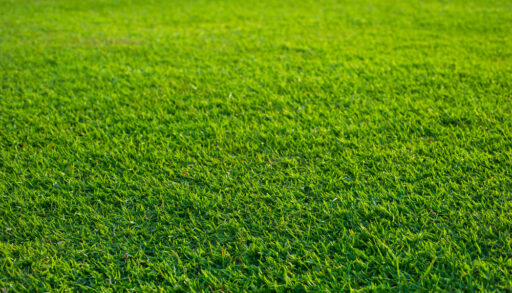 Close-up of green grass.