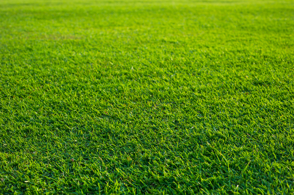 Close-up of green grass.
