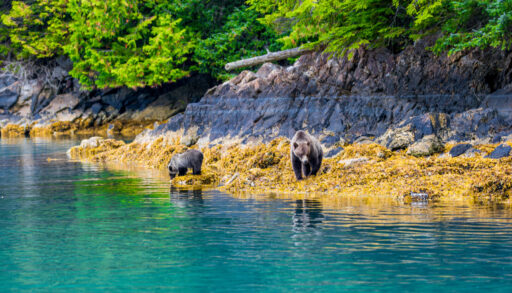 Two grizzly bears on a shore in the Great Bear Rainforest