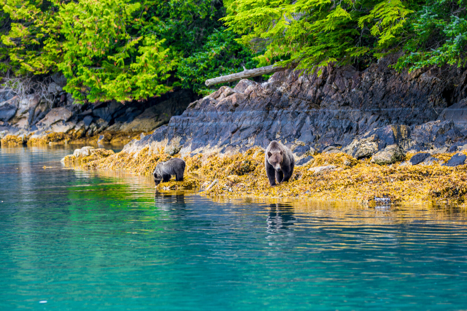 Two grizzly bears on a shore in the Great Bear Rainforest