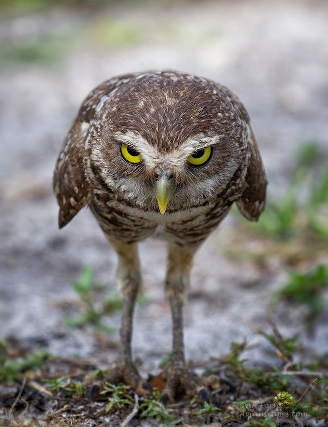 Angry owl