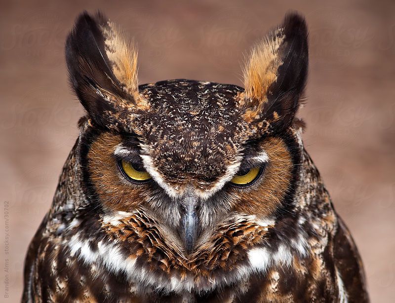 Grumpy owl