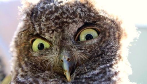 Skeptical owl