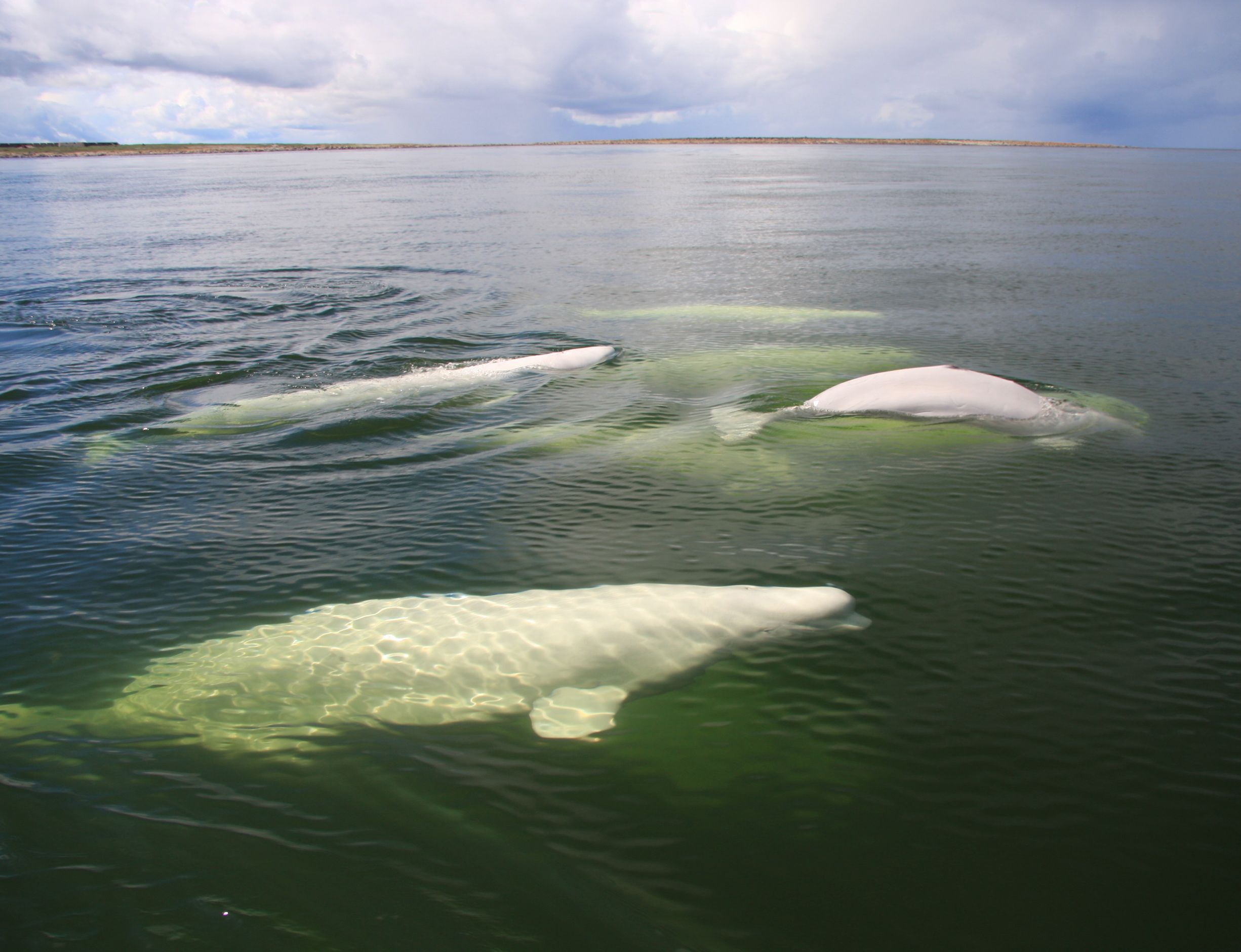 Beluga whales
