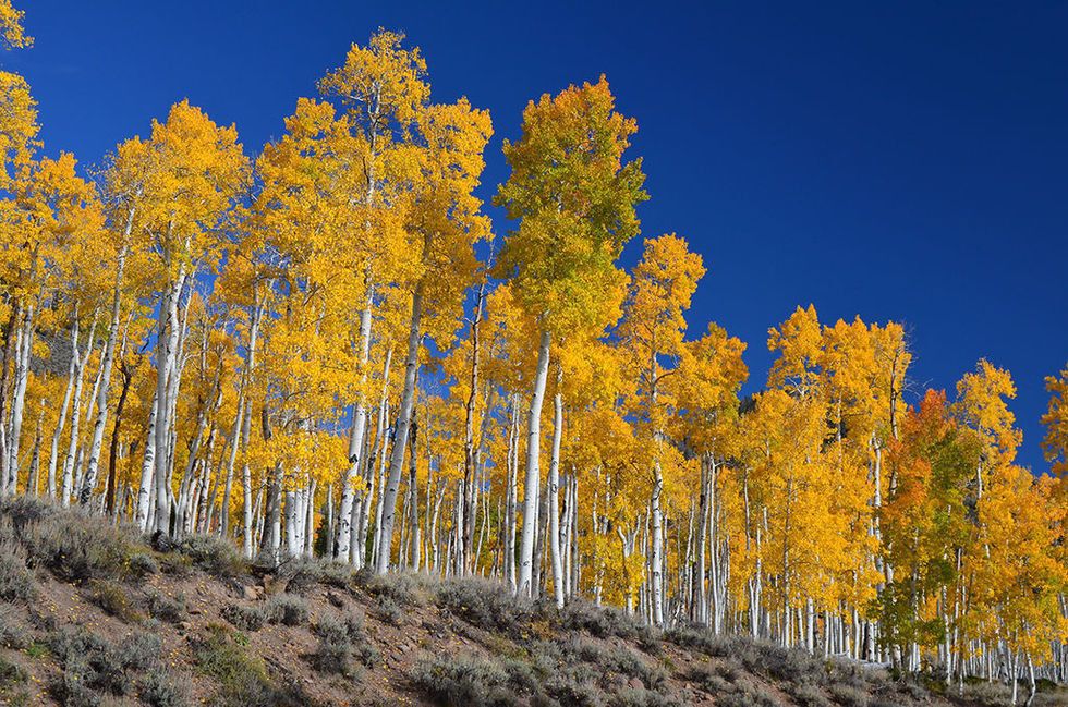 Pando, a grove of aspens