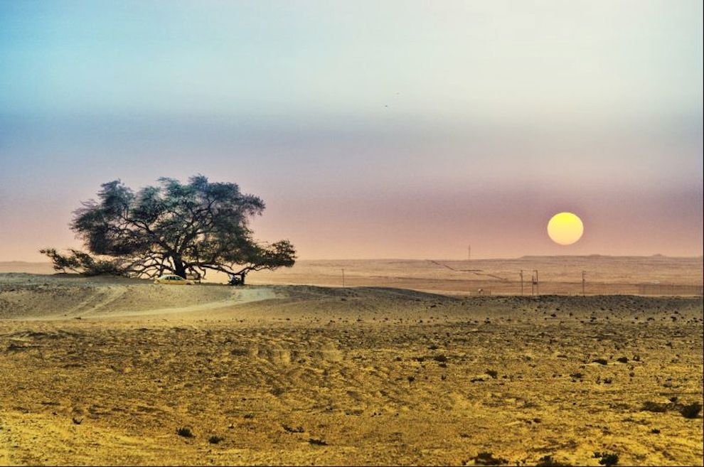 The tree of life at sunset