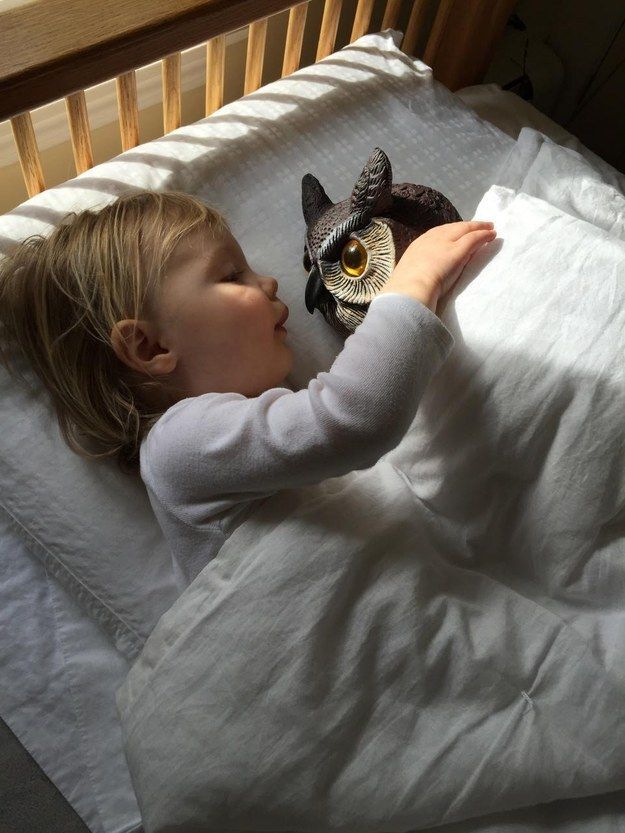 Sylvie and Whootie in bed