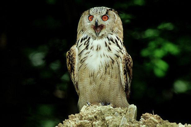 Frightening owl