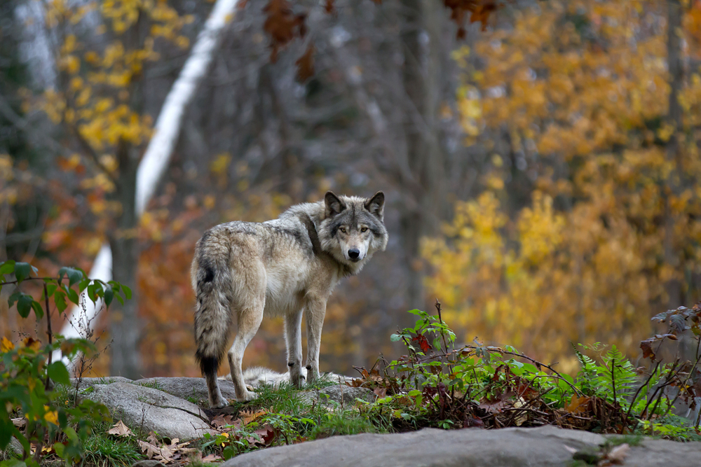 A lone grey wolf standing on a rock in a forest with orange leaves.