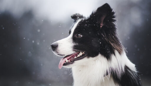 Close-up of a black and white border collie dog in the snow.