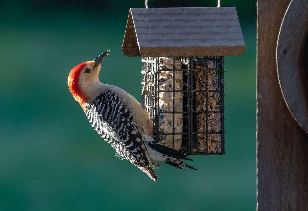 Red-headed bird collecting seeds from a bird house.