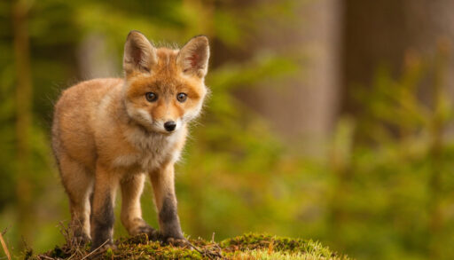 Baby orange-coloured fox in a green forest.