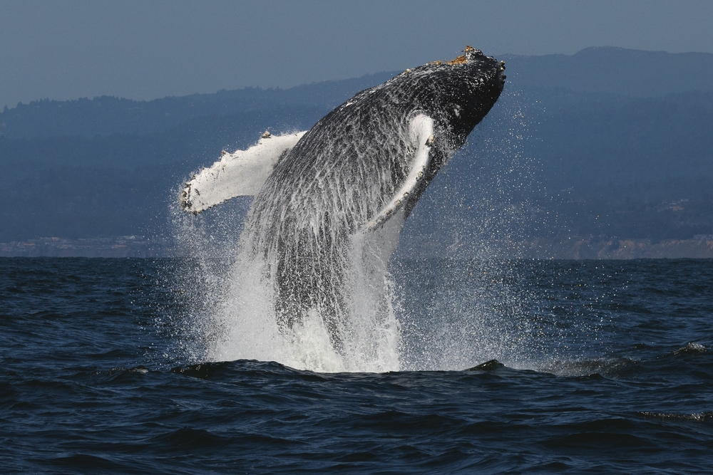 A humpback whale breaches off the coast of Monterey, California.