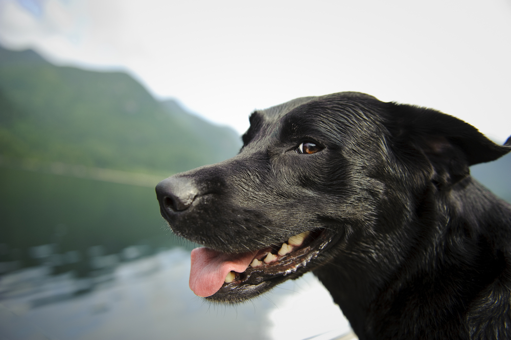 Close-up of a black lab dog standing in front of a lake.