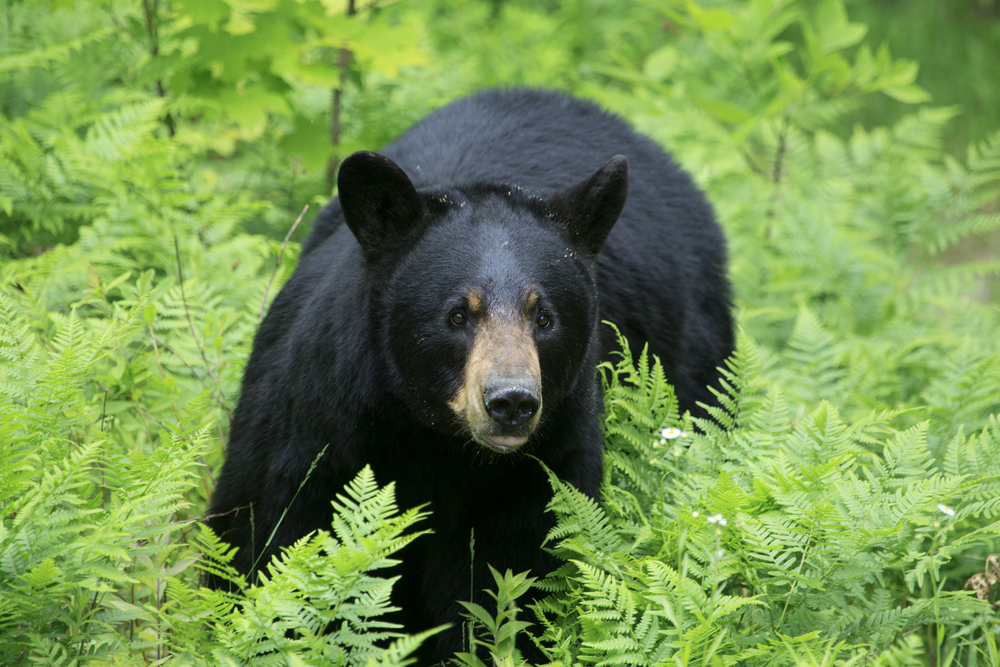 Black bear walking through tall green grass.