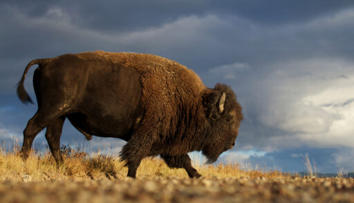 A bison standing on a field of yellow grass.
