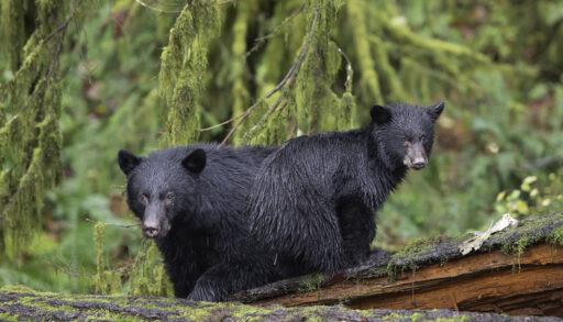 Two black bear cubs standing in a forest.