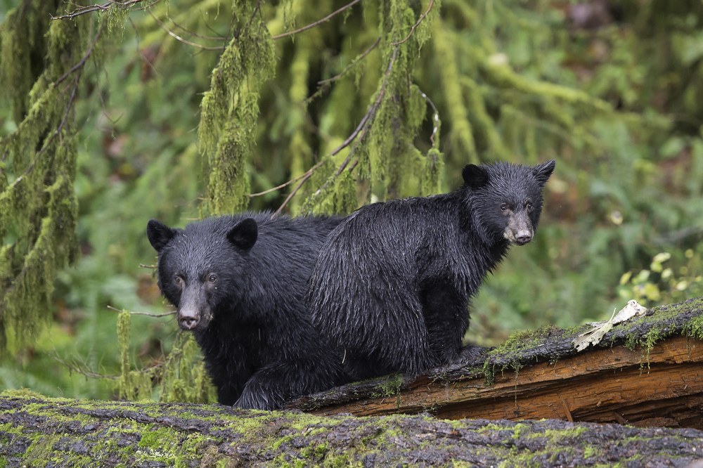 Two black bear cubs standing in a forest.
