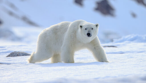 White polar bear walking in the snow.