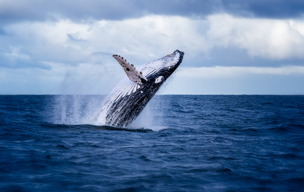 Humpback whale jumping out of the water.