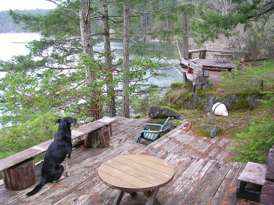 Dog on porch
