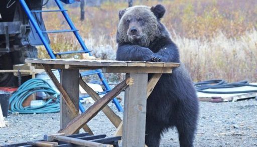 A bear leaning on a counter