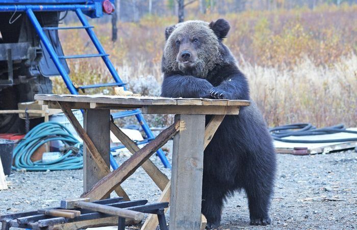 A bear leaning on a counter