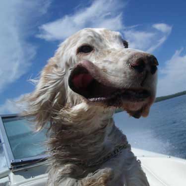 Dog with funny face frpm the wind