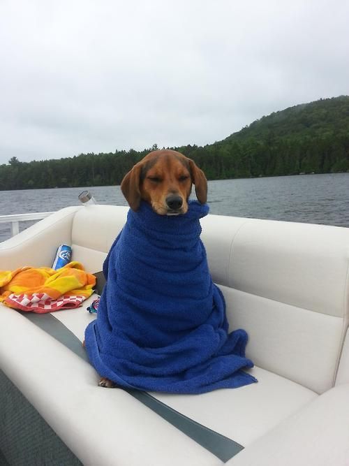 Dog wrapped in towel