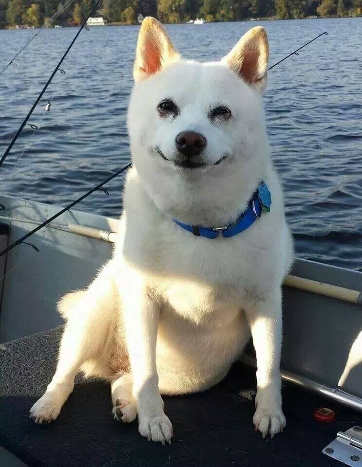Smiling dog on a boat