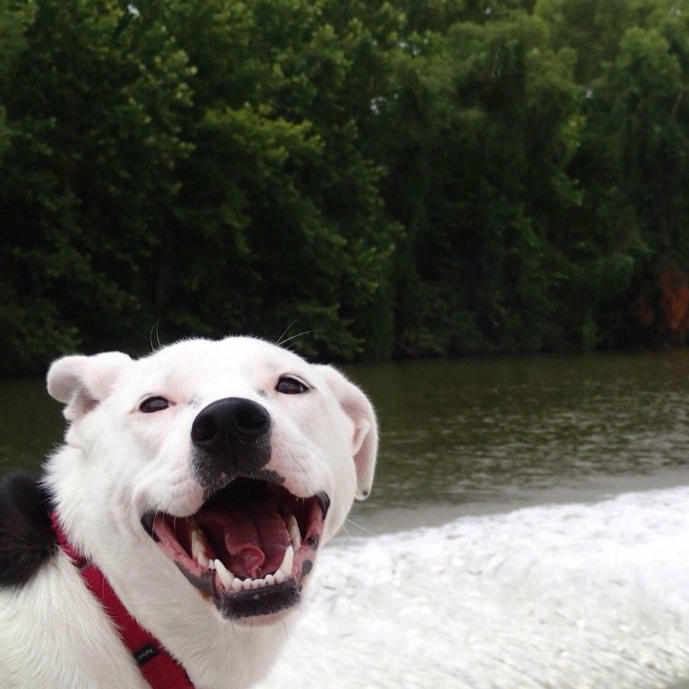 Happy dog looking over water