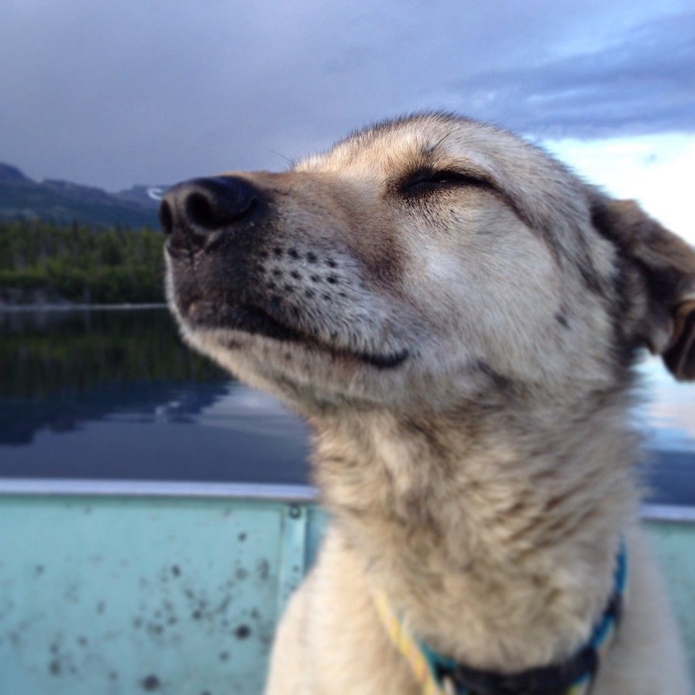 Dog with eyes closed