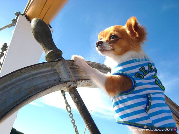 Chihuahua at boat wheel