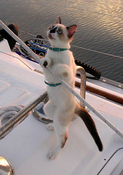 Cat holding boat line