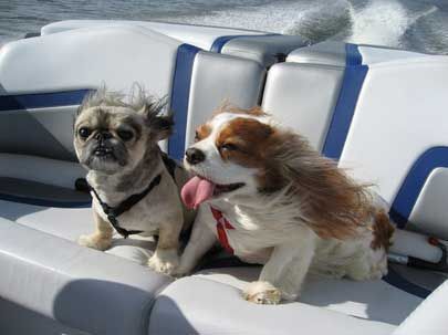 Two small dogs on boat