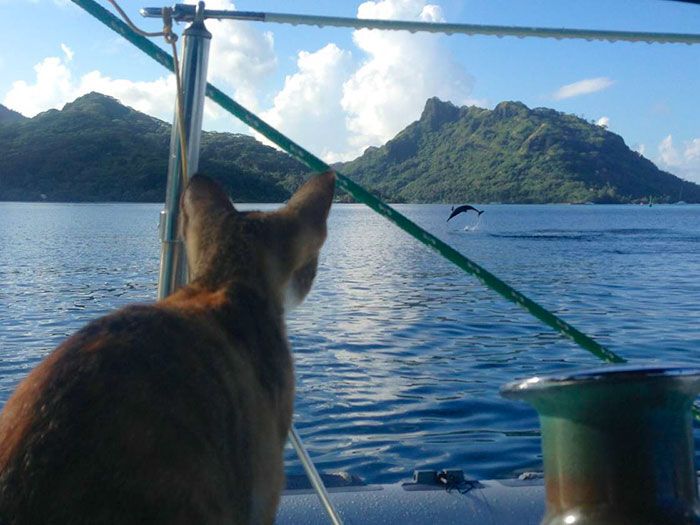 Cat watches dolphin jump