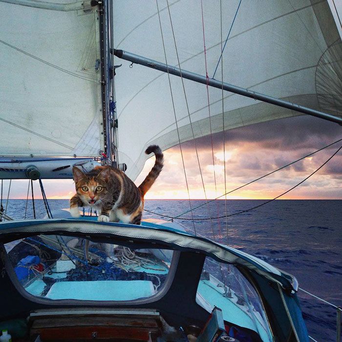 Cat on front of boat