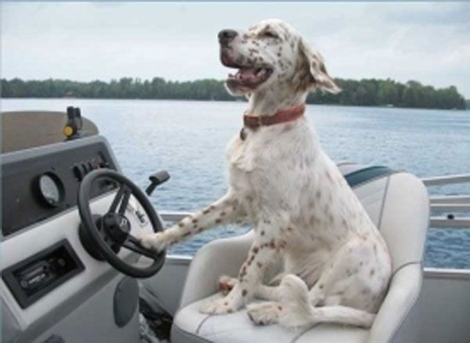Dog with paw on boat wheel