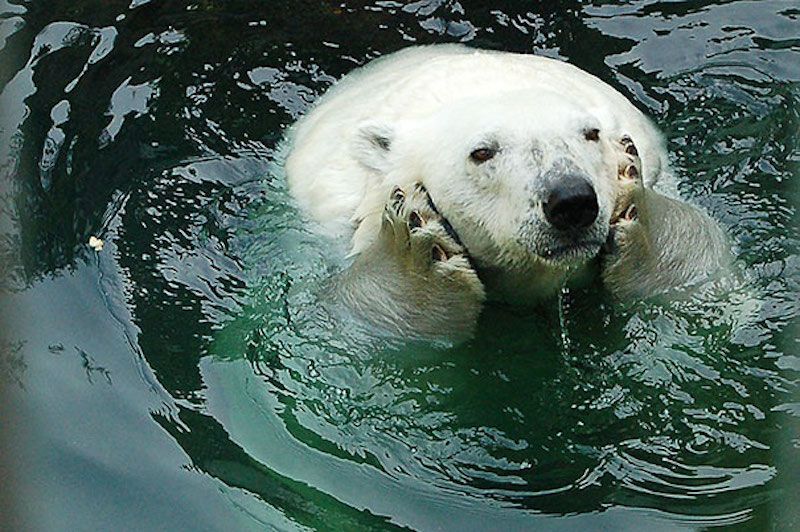 Bear with paws on face