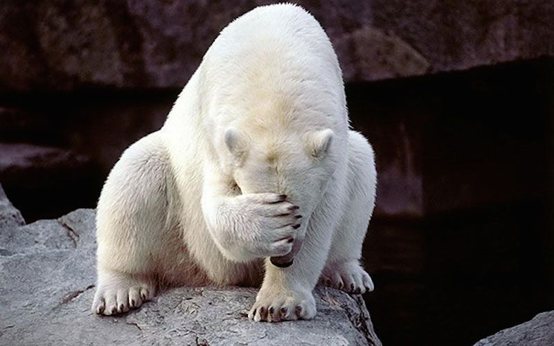 Bear with paw over its eyes