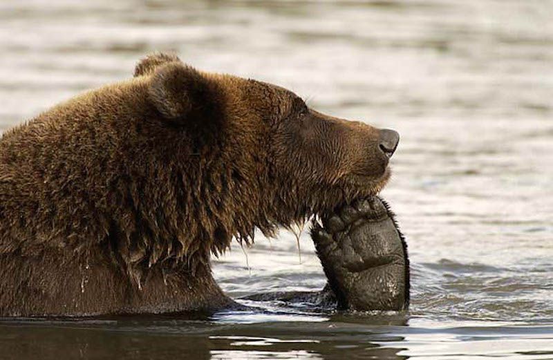 A bear with paw under its chin